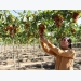 Ninh Thuận targets sustainable grape production