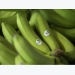 HAGL Agrico exports first batch of bananas to China