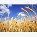Xuất khẩu lúa mì của Argentina gặp nhiều thách thức lớn trong năm 2021