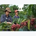 Bayer, Nestlé enhance Vietnam’s agricultural value chains