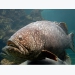 The live feed that could revolutionise grouper aquaculture