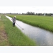 Farmers earn high profits from organic rice-prawn farming