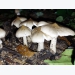 Harvest season of the 'king of mushrooms'