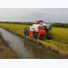 Effective organic rice-shrimp farming model