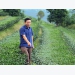 A famous tea area rises up and shines in Lai Chau agricultural industry