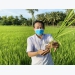 Rice straws and microbial products - the fertilizer-saving combo