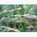 Nguyên nhân và cách phòng trị bệnh lem lép hạt lúa