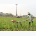 Organic fertilisers bring high efficiency to gladiolus production