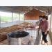Quang Tri deploys model of raising organic pigs towards bio-security livestock