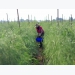 Organic green asparagus farming generates high income for Ninh Thuan farmers