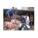 Trung Quốc Ngừng Nhập Thịt, Giá Lợn Giảm Nhanh