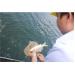 Cá Chết Hàng Loạt Ở Hồ Chứa 