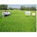 Phú Yên Kiểm Tra Mô Hình Sản Xuất Giống Lúa Có Nguồn Gốc Từ Nhật Bản