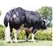 Hướng dẫn chăm sóc sức khỏe động vật ở các trang trại nuôi trâu bò vỗ béo - Phần 1