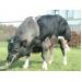 Hướng dẫn chăm sóc sức khỏe động vật ở các trang trại nuôi trâu bò vỗ béo - Phần 2 (Phần cuối))
