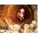 Khởi nghiệp nuôi gà siêu trứng mô hình trang trại