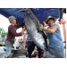 Đánh bắt được gần 3.000 tấn cá ngừ trong 2 tháng