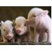 Nâng cao khả năng sống của lợn con băng việc nhân giống