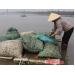 Quỳnh Lưu (Nghệ An) thả nuôi hơn 20 ha ngao thương phẩm