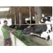 Kỹ sư bò sữa thu nhập gần nửa tỷ đồng mỗi năm
