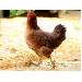 Phân biệt bệnh Gumboro với bệnh dịch tả ở gà