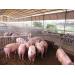 Phương pháp phòng chống PMWS ở lợn