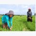 Vietnamese firm contributes to Cambodia’s agriculture development