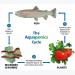 Aquaponic Gardening: Growing Fish and Vegetables Together