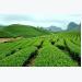 Japanese firm wants to join Vietnam’s tea industry