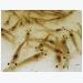 Effect of dietary methionine on Pacific white shrimp juveniles