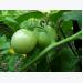 When to harvest tomato fruit