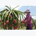Bình Thuận exports 163 tonnes of dragon fruit to UAE