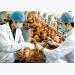 Health ministry sets out four scenarios to prevent A/H7N9