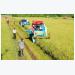 Mekong Delta farmers to be trained in sustainable rice cultivation