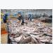 Pangasius hypophthalmus fish exports to China: big opportunity but many risks