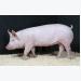 Lợi ích của việc bổ sung methionin lỏng cho lợn nái