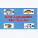 Top 10 Best Aquaponics Fish Species