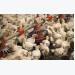 Vietnam halts US poultry imports to prevent bird flu spread - govt