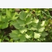 Cropped: How to Grow Lovage