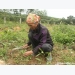 Nông dân Đô Lương kiếm tiền triệu từ rau má rừng