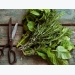 How to Harvest and Dry Herbs