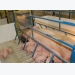 Swine disease insurance hits market