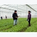 Bac Giang builds 26 hi-tech agriculture models
