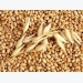 Thị trường nguyên liệu - thức ăn chăn nuôi thế giới ngày 28/3: Giá lúa mì tăng