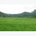 Trồng lúa năng suất 58 tạ mỗi ha ở huyện vùng cao Hà Giang