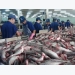 Tra fish prices hit record high amid material shortages