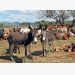 Donkey farming: opportunity or threat?