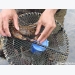 Nghệ An: Độc chiêu săn cua đá kiếm tiền triệu mỗi ngày