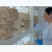 Oyster mushroom farming: an affordable start-up