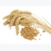 Thị trường nguyên liệu - thức ăn chăn nuôi thế giới ngày 19/3: Giá lúa mì thấp nhất